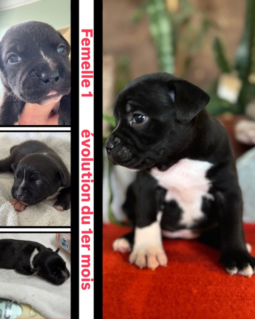 Of Lnm’s Guardian - Chiots disponibles - Staffordshire Bull Terrier