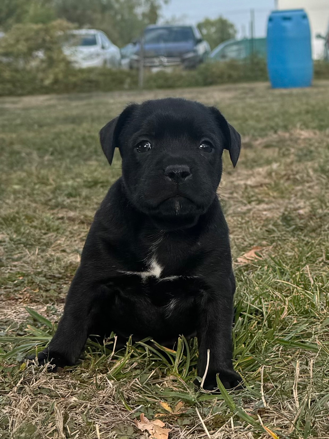 Of Lnm’s Guardian - Chiots disponibles - Staffordshire Bull Terrier