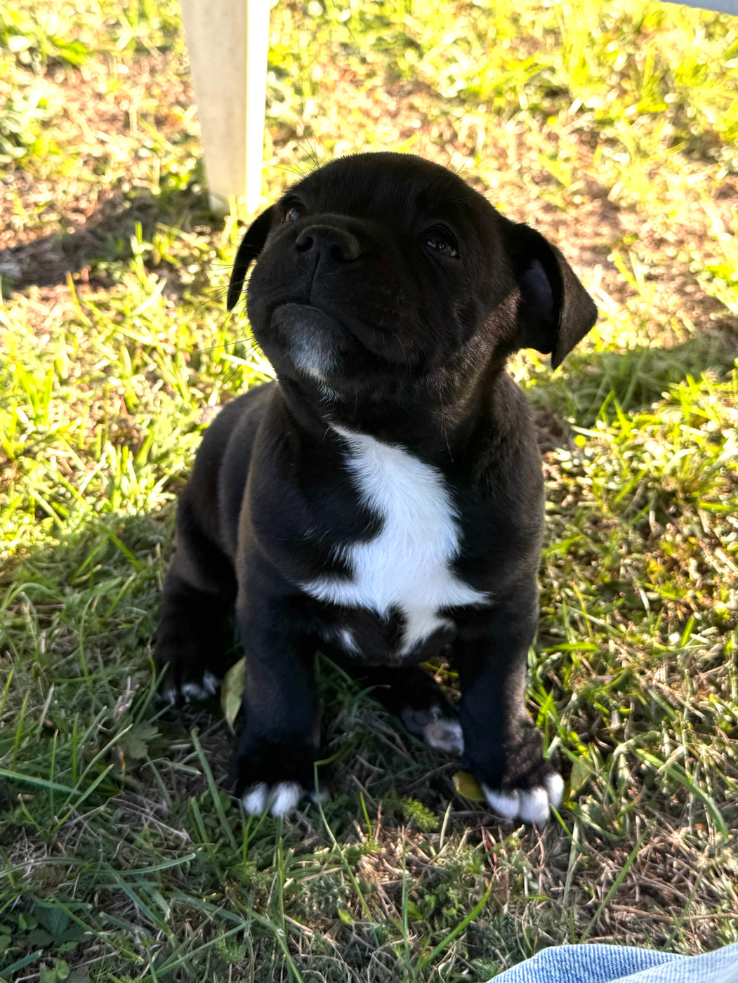 Of Lnm’s Guardian - Chiots disponibles - Staffordshire Bull Terrier