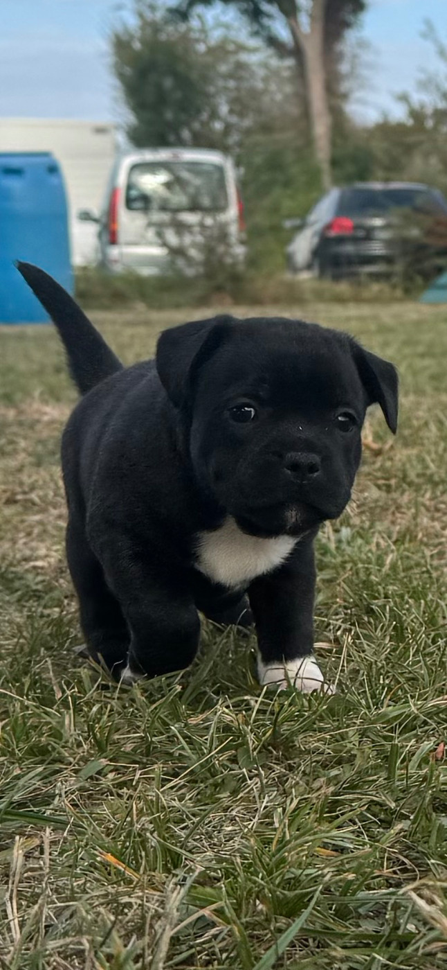 Of Lnm’s Guardian - Chiots disponibles - Staffordshire Bull Terrier