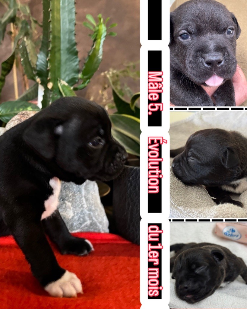 Of Lnm’s Guardian - Chiots disponibles - Staffordshire Bull Terrier