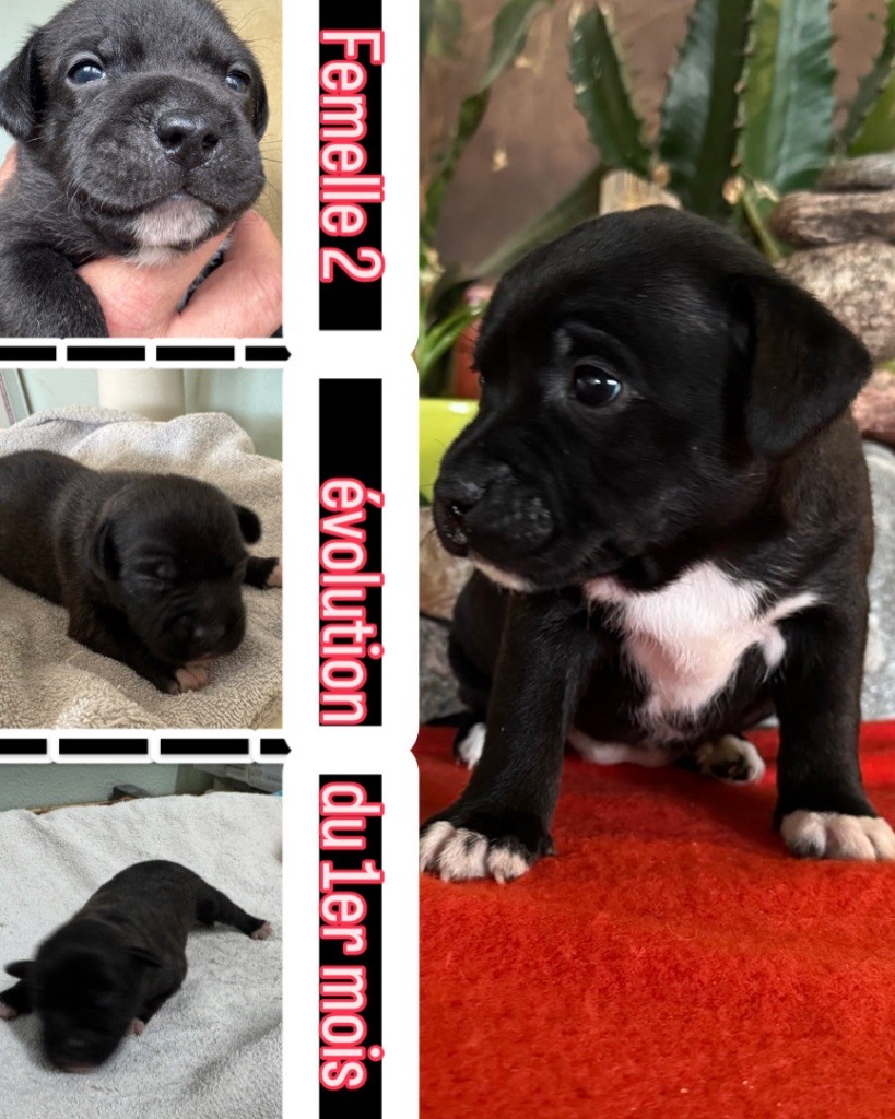 Of Lnm’s Guardian - Chiots disponibles - Staffordshire Bull Terrier