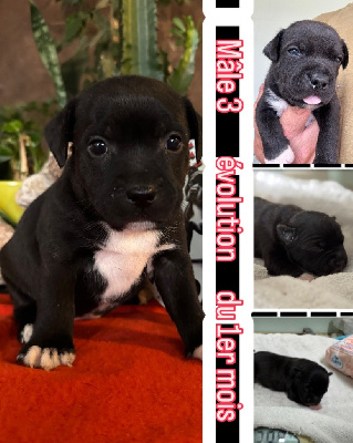 CHIOT 3