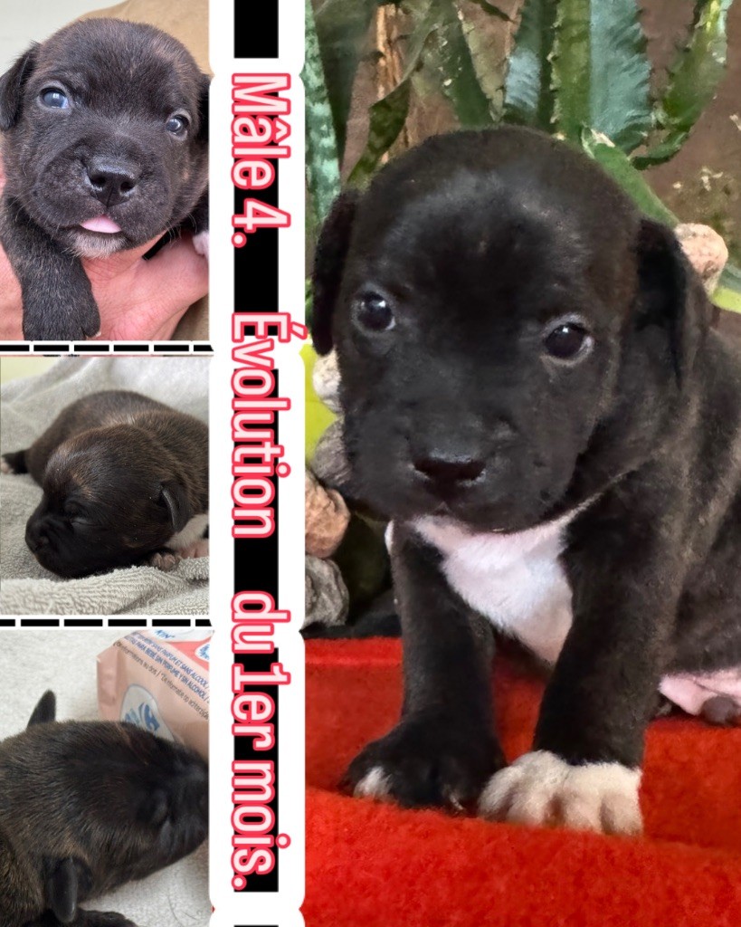 Of Lnm’s Guardian - Chiots disponibles - Staffordshire Bull Terrier